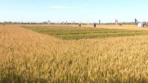 海水稻寒地育種在鐵力市試驗(yàn)成功︳市生態(tài)環(huán)境局開展全市加油站及成品油生產(chǎn)企業(yè)環(huán)保監(jiān)督檢查