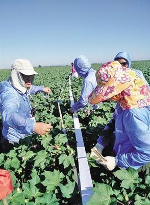 棉田環保新思路 新疆農墾科學院推動害蟲天敵培育，減少農藥使用